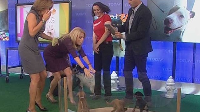 puppy-drop 660 YouTube.JPG